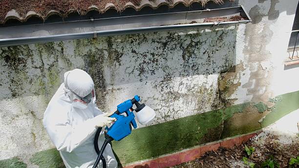 Trusted Mold Inspection service in Mohrsville, PA - Cheap Mold Removal